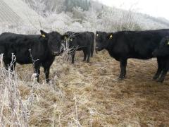 Kühe im Winter